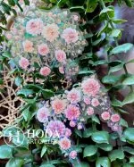 استیکر Romantic Flower vine