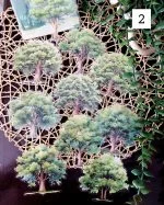 مجموعه استیکر درختان - تصویر 7